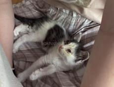 Кошечка в добрые руки 