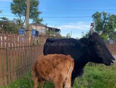 Продаю корову с теленком 