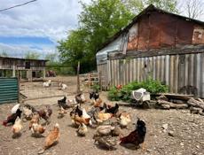 Продаю кур и цеплят 