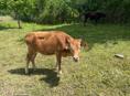 Продается теленок 2 годовалый 