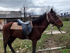 Продаю коня 