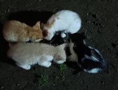 Продам котят 