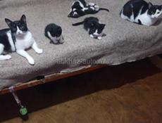 Котята
