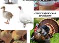 Индюшата Белая широкогрудая и Северокавказкая бронзовая 