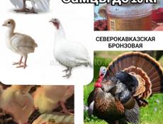 Индюшата Белая широкогрудая и Северокавказкая бронзовая 