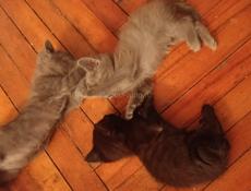 Отдам котят в добрые руки