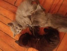 Отдам котят в добрые руки