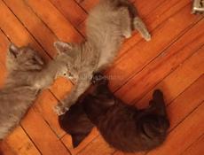 Отдам котят в добрые руки