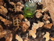 Цыплята 