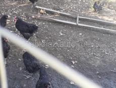 Продаются цыплята