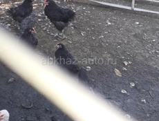 Продаются цыплята