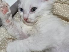 Эксклюзивный котёнок