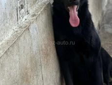 Ищем кобеля на вязку