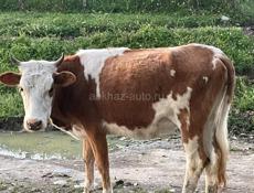 Продаю телку