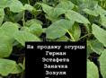 Рассада огурцов 
