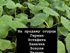 Рассада огурцов 