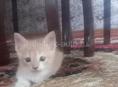 Отдам котят даром 