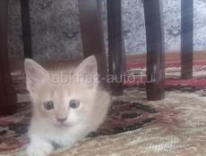Отдам котят даром 