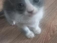 Отдам котят даром 