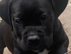 Кане корсо