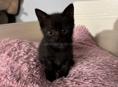 КОТЯТА НА СЧАСТЬЕ