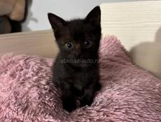 КОТЯТА НА СЧАСТЬЕ