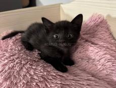 КОТЯТА НА СЧАСТЬЕ