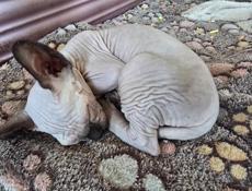 Котята Канадского сфинкса