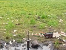Продаются гуси утки р. Очамчира с.илори все по телефону