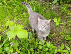 Самая Красивая Кошка