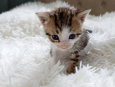 Котик 