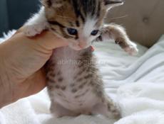 Котик 