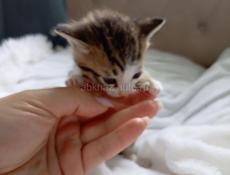 Котик 