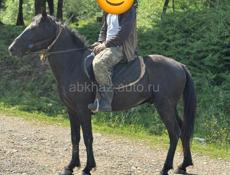 Продаю коня 