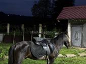 Продаю жеребца 