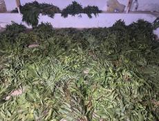 Сдам эвкалипт оптом и в розницу