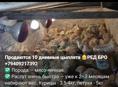 Редбро мясояичные цыплята Венгрия 