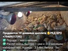 Редбро мясояичные цыплята Венгрия 