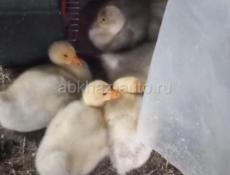 Гусята