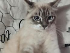 Отдаём кошку в добрые руки на местоНа место молоток 