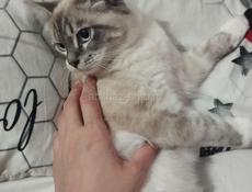 Отдаём кошку в добрые руки на местоНа место молоток 