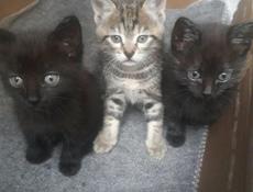 Отдаём котят в добрые руки!