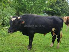 Бык примерно  110 -120 километров  может и  больше  писать и звонить по номеру +79407266660Бык примерно  110 -120 километров  может и  больше 