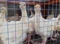 Продаются индюшки им месяц р. Очамчира с.илор все по телефону