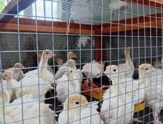 Продаются индюшки им месяц р. Очамчира с.илор все по телефону