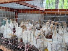 Продаются индюшки им месяц р. Очамчира с.илор все по телефону