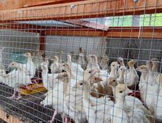 Продаются индюшки им месяц р. Очамчира с.илор все по телефону