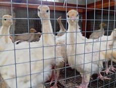 Продаются индюшки им месяц р. Очамчира с.илор все по телефону