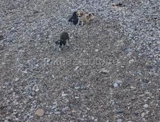 Собачки