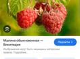 Куплю малину в объёме 